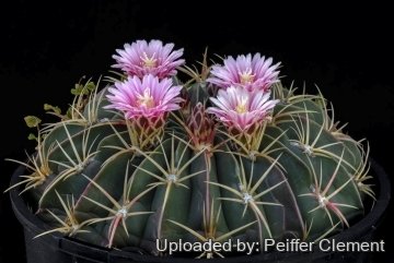 30705 cpif Peiffer Clement