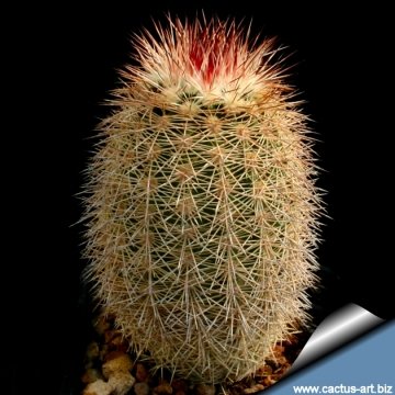 14346 cactus-art Cactus Art