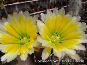 20151 julio Julio C. García 