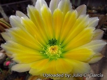 20152 julio Julio C. García 