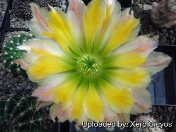 24712 xero Xero Sicyos