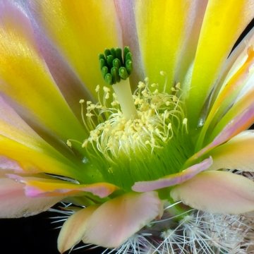 29525 cpif Peiffer Clement