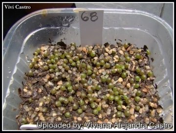 21845 viviana Viviana Alejandra Castro