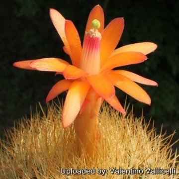 6080 valentino Valentino Vallicelli