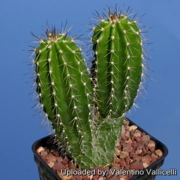 11801 valentino Valentino Vallicelli