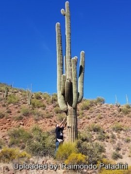 29972 RapCactus Raimondo Paladini