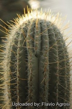 22268 flavio Flavio Agrosi