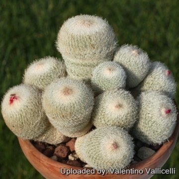 17209 valentino Valentino Vallicelli