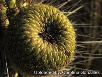26215 carolina Carolina González