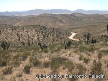 27037 RapCactus Raimondo Paladini