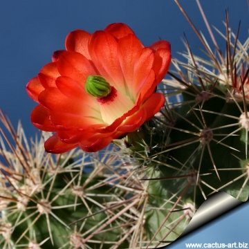 3621 cactus-art Cactus Art
