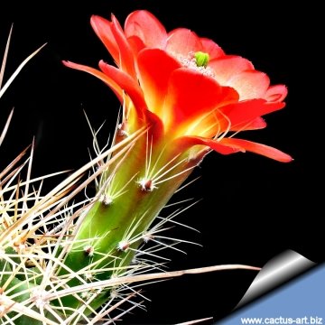 3623 cactus-art Cactus Art