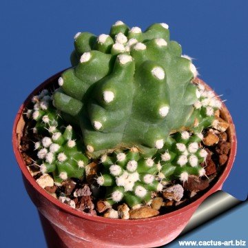 601 cactus-art Cactus Art