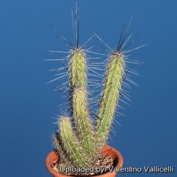 17260 valentino Valentino Vallicelli