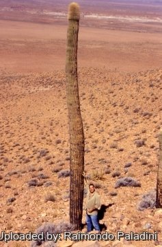30022 RapCactus Raimondo Paladini