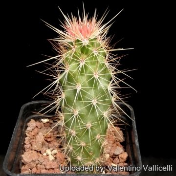 14377 valentino Valentino Vallicelli