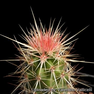 14378 valentino Valentino Vallicelli