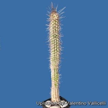 1652 valentino Valentino Vallicelli