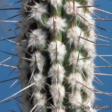 17545 valentino Valentino Vallicelli