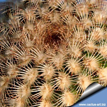 1773 cactus-art Cactus Art
