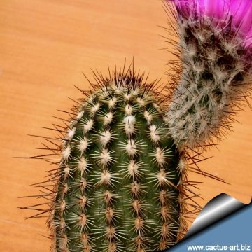 14380 cactus-art Cactus Art