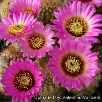 14384 valentino Valentino Vallicelli