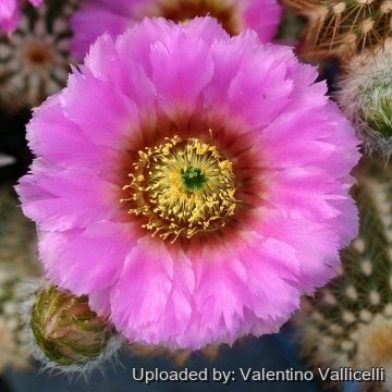 14386 valentino Valentino Vallicelli