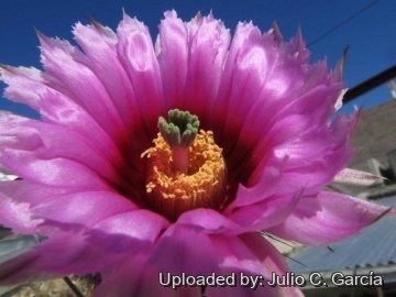 20195 julio Julio C. García