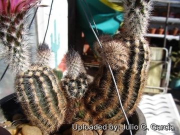 20196 julio Julio C. García