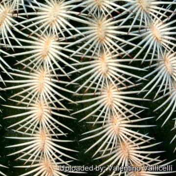 14163 valentino Valentino Vallicelli