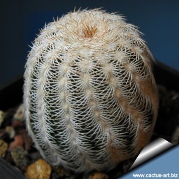 14165 cactus-art Cactus Art