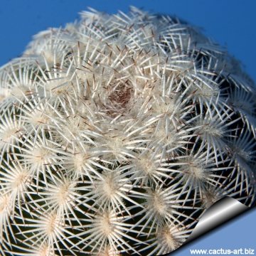 14166 cactus-art Cactus Art