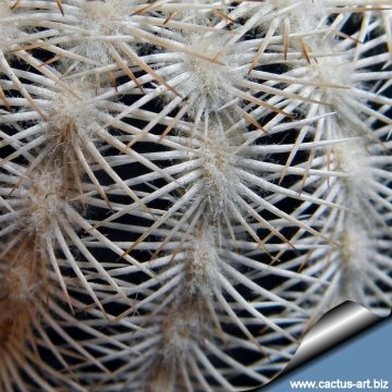 14167 cactus-art Cactus Art