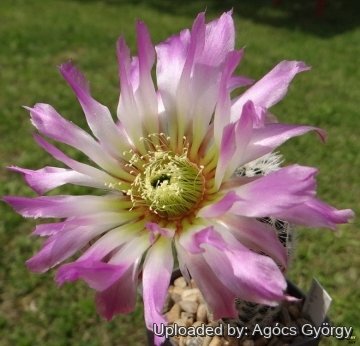 25301 agocs Agócs György