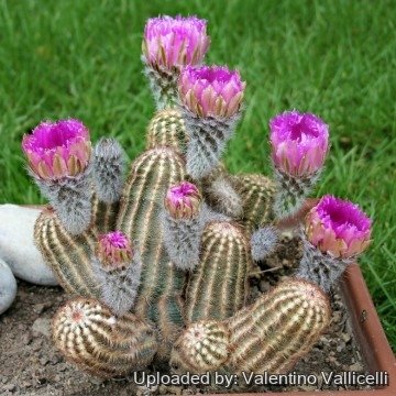 2736 valentino Valentino Vallicelli