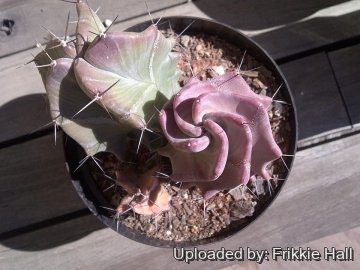 26915 frikkie Frikkie Hall