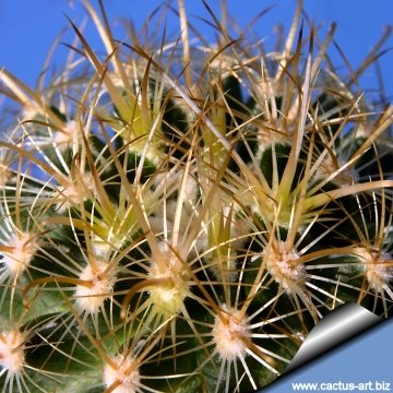3263 cactus-art Cactus Art