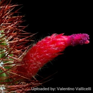 1485 valentino Valentino Vallicelli