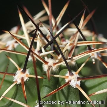 18068 valentino Valentino Vallicelli