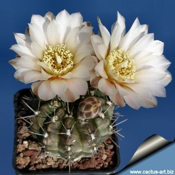 640 cactus-art Cactus Art