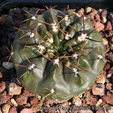 13075 valentino Valentino Vallicelli