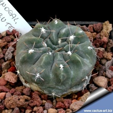 13076 cactus-art Cactus Art