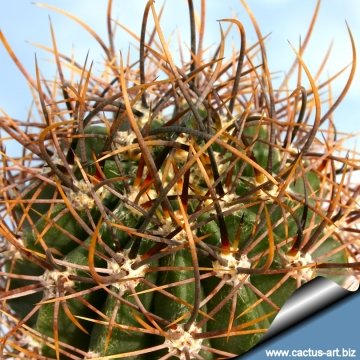 13647 cactus-art Cactus Art