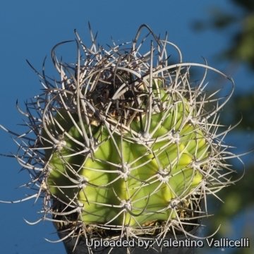 18141 valentino Valentino Vallicelli