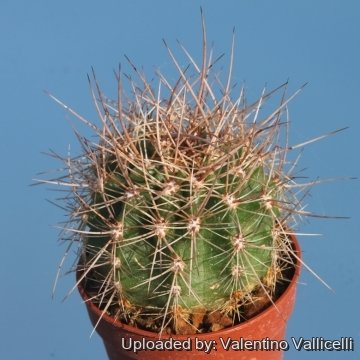 16832 valentino Valentino Vallicelli