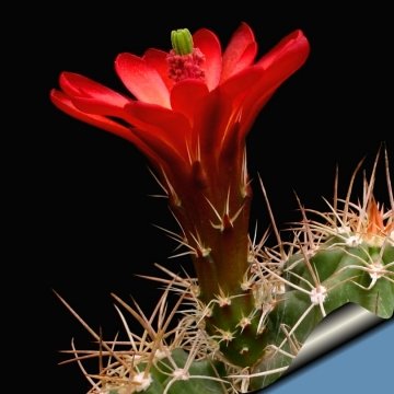 14100 cactus-art Cactus Art