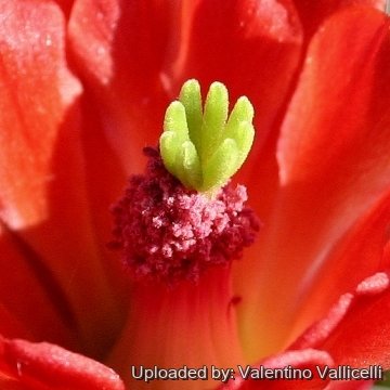 14101 valentino Valentino Vallicelli