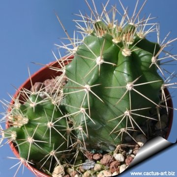 14105 cactus-art Cactus Art
