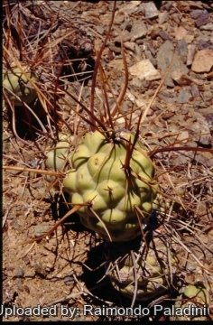 27132 RapCactus Raimondo Paladini