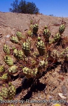 27134 RapCactus Raimondo Paladini
